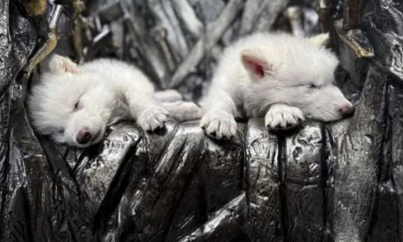 বিলুপ্ত ‘ডায়ার ওলফ’ ফিরিয়ে আনলেন বিজ্ঞানীরা