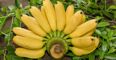 প্রতিদিন একটি কলা খাওয়া কাদের জন্য জরুরি?