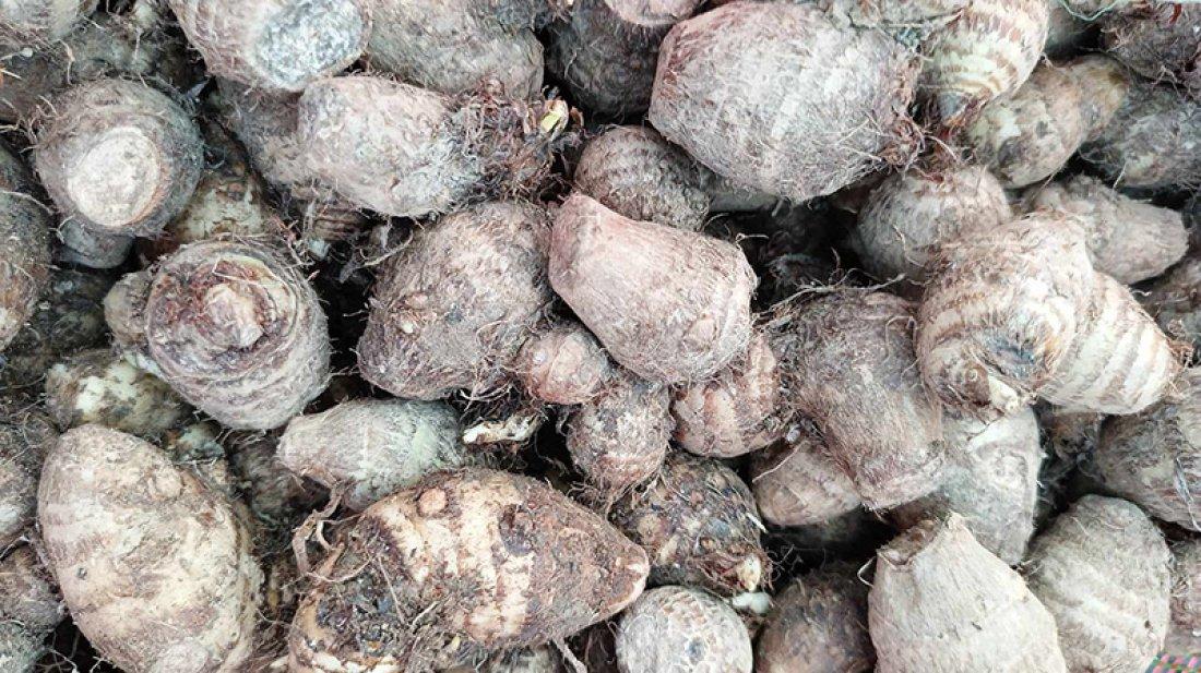 ভারত থেকে এসেছে কচুরমুখি