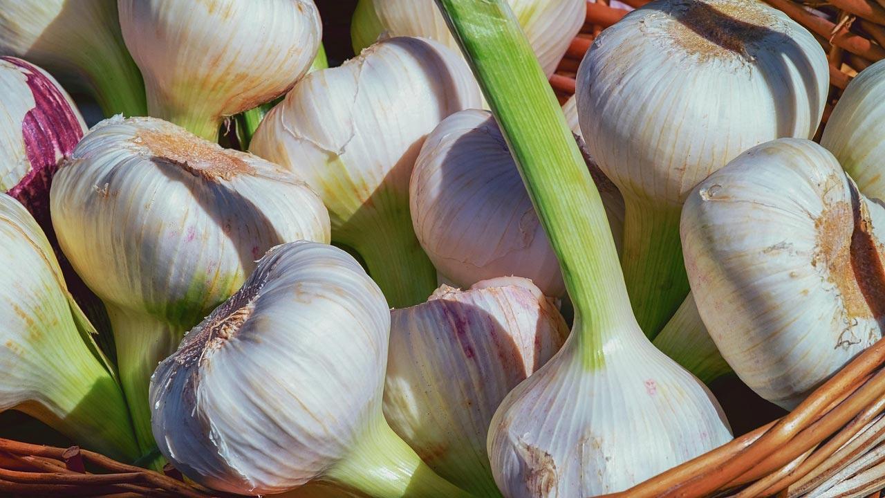 রসুন নিয়ে যে ধারণাগুলো সত্যি নয়