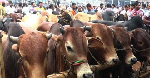 কোরবানির চামড়া সংগ্রহে প্রস্তুত হচ্ছে সাভার শিল্প নগরী