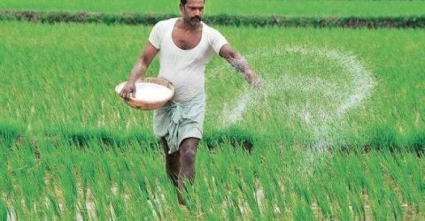 ৭০ হাজার টন সার আমদানির সিদ্ধান্ত