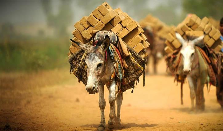 আজ বিশ্ব গাধা দিবস