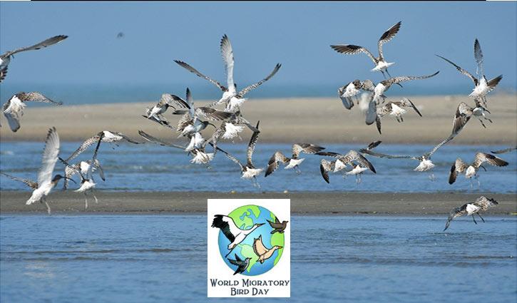 পরিযায়ী পাখির ডানায় শহরে সহাবস্থানের বার্তা