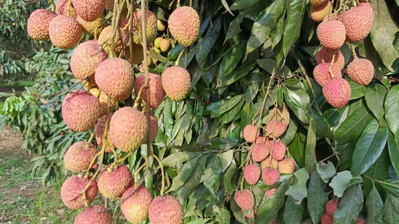 নজর কাড়ছে ‘বিজয়নগরের লিচু’