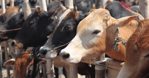 কোরবানির পশুর সঙ্গে ফ্রিতে পাওয়া জিনিস কী করবেন?