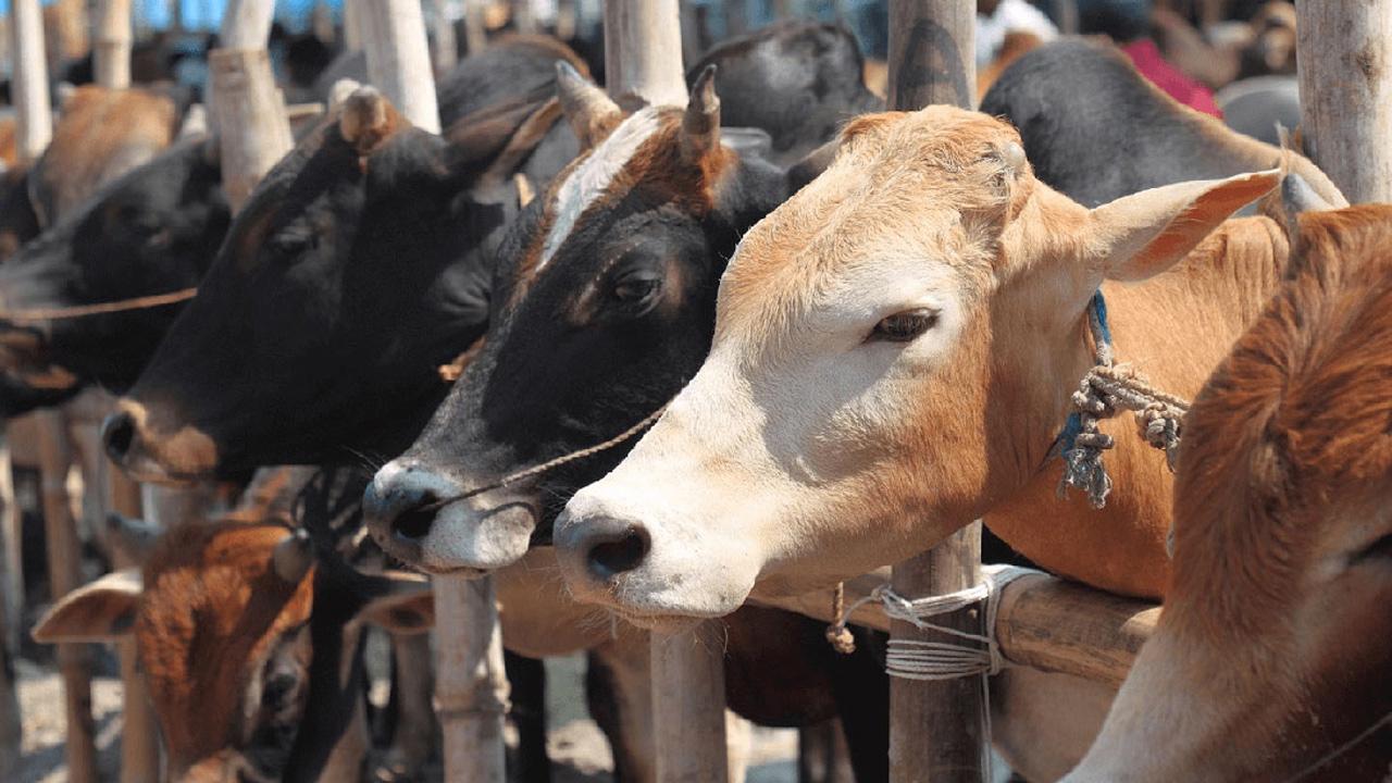 কোরবানির পশুর সঙ্গে ফ্রিতে পাওয়া জিনিস কী করবেন?