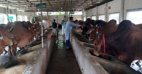 ৮ গরুতে শুরু, এখন সফল খামারি জামাই-শ্বশুর