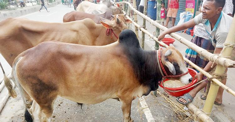 কোরবানির পশুতে আকিকার অংশ রাখা যাবে কি?