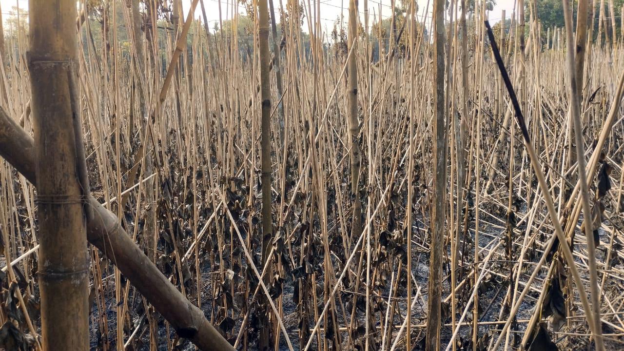 কালীগঞ্জে কৃষকের পানের বরজ আগুনে পুড়ে ছাই