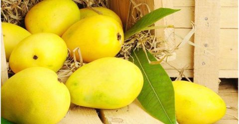 ভারতীয় আমের বিশাল চালান ফিরিয়ে দিলো যুক্তরাষ্ট্র