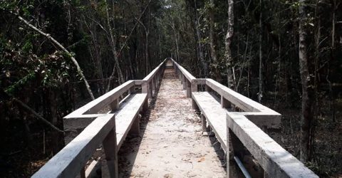 তিন মাসের জন্য বন্ধ সুন্দরবনের দ্বার