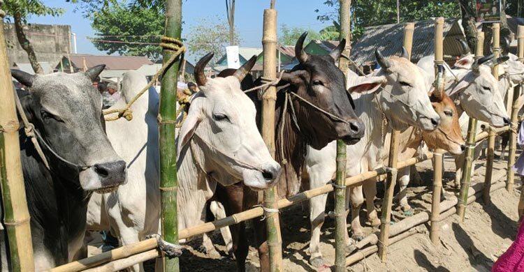 কোরবানির পশু কেনার পর যে দোয়া পড়বেন