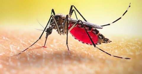 একদিনে সর্বোচ্চ ৩৫২ জনের ডেঙ্গু শনাক্ত, মৃত্যু ১