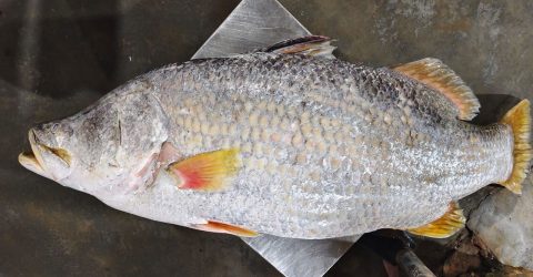 সমুদ্রে জেলের জালে ধরা পড়ল ২৩ কেজির কোরাল