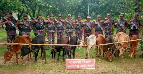 দোয়ারাবাজার সীমান্ত থেকে ৯টি ভারতীয় গরু আটক