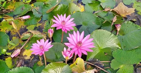 শাপলার সৌন্দর্যে মুগ্ধ দর্শনার্থীরা…