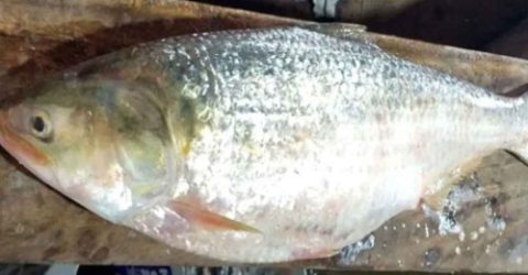 লক্ষ্মীপুরে ১০ হাজার টাকায় একটি ইলিশ