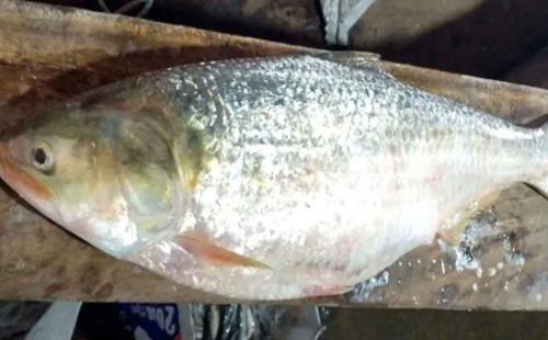 লক্ষ্মীপুরে ১০ হাজার টাকায় একটি ইলিশ