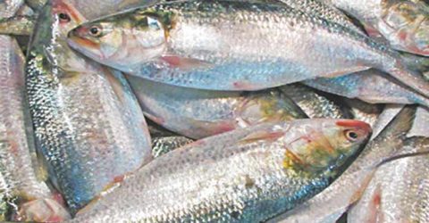 ইলিশে মেলে যেসব উপকারিতা !