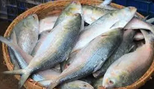 ইলিশের দাম নাগালে আনতে সিন্ডিকেট ভাঙা জরুরি