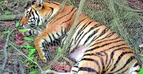 ফাঁদে আটকা বাঘিনি ফিরছে সুন্দরবনে