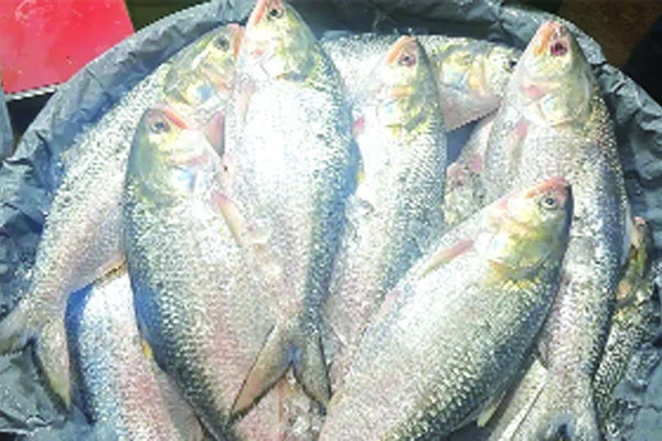 জব্দের পর কোটি টাকার ইলিশ আত্মসাৎ