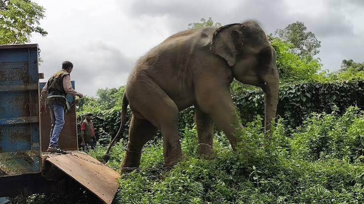 জিম্মার শর্ত ভঙ্গ, ১২ দিনের মাথায় সাফারি পার্কে ফিরল ‘সম্রাট’ ও ‘নিহারকলি’