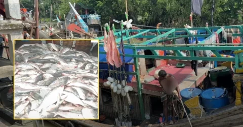 হঠাৎ কেটে গেল হতাশা, এক জালে মিললো ১০০ মণ ইলিশ