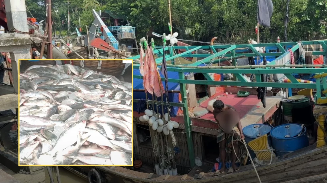হঠাৎ কেটে গেল হতাশা, এক জালে মিললো ১০০ মণ ইলিশ