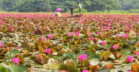 শাপলার লাল গালিচার সাজে সাতলা বিল, ভোরেই মিলবে আসল সৌন্দর্য