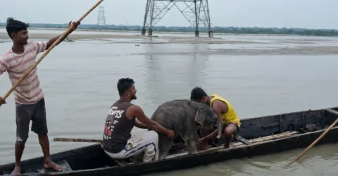 স্রোতে ভেসে যাওয়া হাতিশাবককে বাঁচাতে ৩ কিলোমিটার ছুটলেন জেলেরা