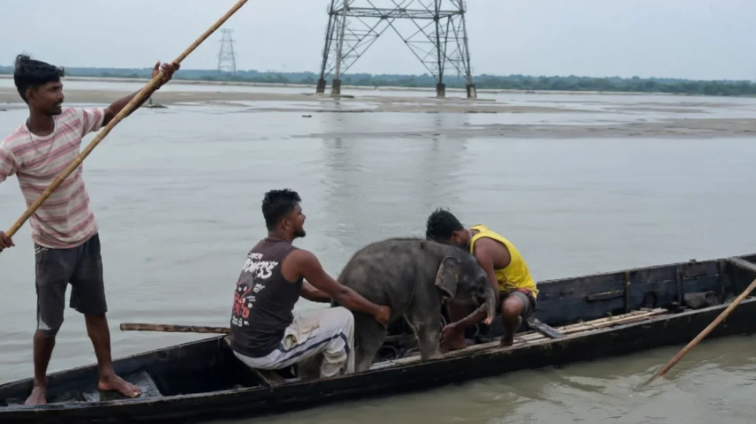 স্রোতে ভেসে যাওয়া হাতিশাবককে বাঁচাতে ৩ কিলোমিটার ছুটলেন জেলেরা