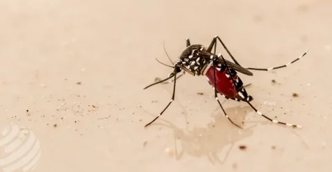 বৃষ্টির পর বাড়ছে ডেঙ্গু, চট্টগ্রামে এক সপ্তাহেই আক্রান্ত পাঁচ শতাধিক