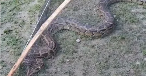 মাছ ধরার জালে উঠে এল ১২ ফুটের অজগর