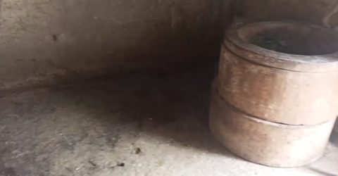 দুই কৃষকের গোয়ালঘর খালি, চুরি ৬ গরু-খাসি