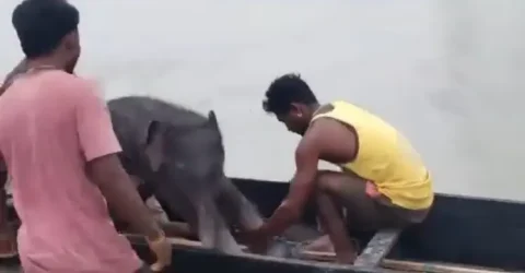 স্রোতে ভেসে যাচ্ছিল হাতির বাচ্চা, প্রাণের ঝুঁকি নিয়ে উদ্ধার জেলেদের
