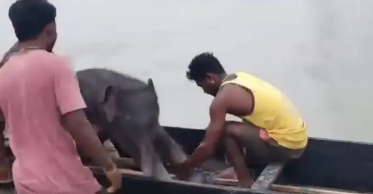 স্রোতে ভেসে যাচ্ছিল হাতির বাচ্চা, প্রাণের ঝুঁকি নিয়ে উদ্ধার জেলেদের