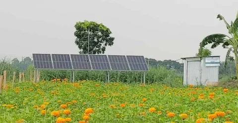 ঝিনাইদহে সোলার পাম্পে কমছে সেচ খরচ, বাড়ছে কৃষকের আয়