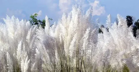 শরৎ হাসে নীল আকাশে