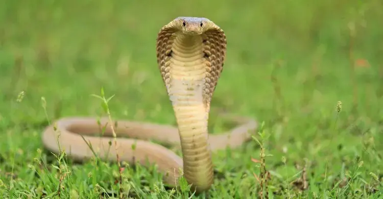 ঘুমের ভেতর সাপের কামড়ে প্রাণ গেল শিশুর