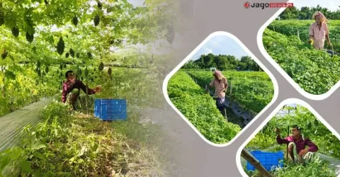 বাজারে বিষমুক্ত করলার দাম নেই, আগ্রহ হারাচ্ছেন কৃষকরা