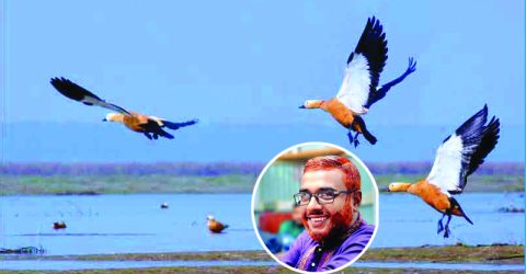 মানুষের লোভে প্রাণ হারায় অতিথি পাখিরা
