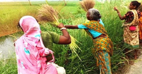 বিন্নার ফুলে ঝাড়ু, তাতেই সংসারে কিছুটা স্বস্তি