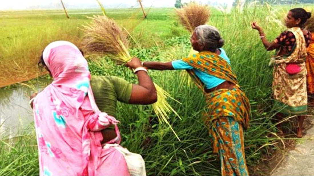 বিন্নার ফুলে ঝাড়ু, তাতেই সংসারে কিছুটা স্বস্তি