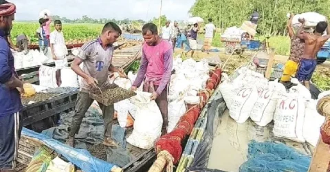 ঝুঁকিতে জীববৈচিত্র্য চলনবিলে অবাধে চলছে শামুক-ঝিনুক নিধন
