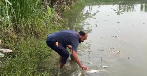 চাঁদা না পেয়ে মাছের খামারে ভাঙচুর ও বিষ প্রয়োগ, বিএনপি নেতা গ্রেফতার