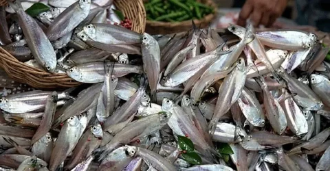 ঝামেলা ছাড়া ছোট মাছ পরিষ্কার করবেন যেভাবে
