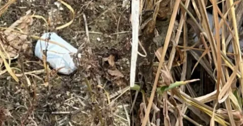 খেলনা বল মনে করে ককটেল হাতে নিল কিশোর, মাটিতে ফেলতেই বিস্ফোরণ