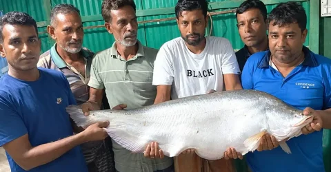 বড়শিতে ধরা পড়ল সাড়ে ১৩ কেজি ওজনের চিতল মাছ